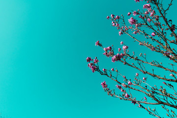 Magnolia rosa