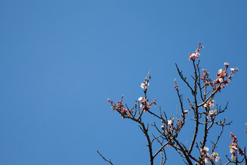 blossom albero albicocca ciliegia sakura tree sunny sjy italy day
