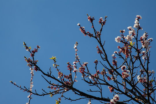 blossom albero albicocca ciliegia sakura tree sunny sjy italy day