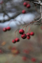 Red Small Fruity Tree