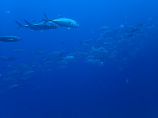 インド洋を泳ぐ回遊魚たち