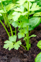 Garden seedlings in spring season, young sprouts of selery aromatic herb.