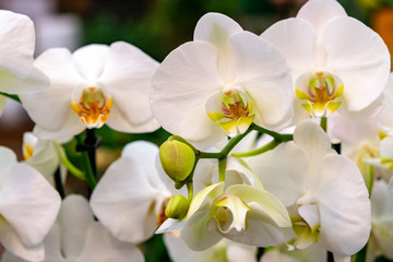 Naklejka na ściany i meble Beautiful white orchid flowers close up