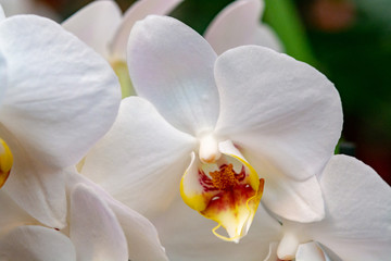 Naklejka na ściany i meble Beautiful white orchid flowers close up