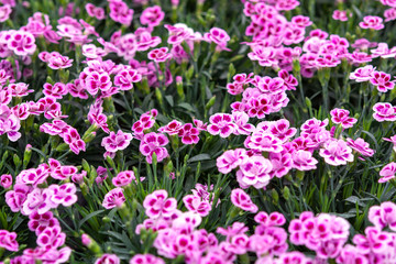 Sweet William Dwarf, Dianthus barbatus spring flowering garden plant