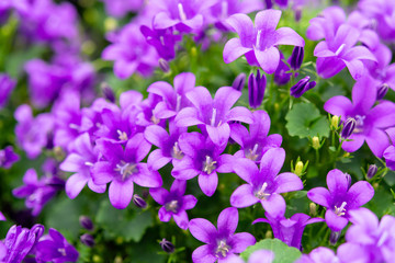 Fototapeta na wymiar Campanula americana or American bellflower, spring lilac flower for garden and decoration