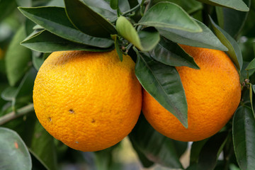 Ripe orange citrus fruit hanging on orange tree ready for harvest