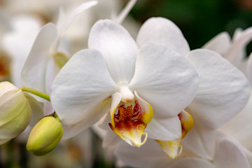 Fototapeta na wymiar Beautiful white orchid flowers close up