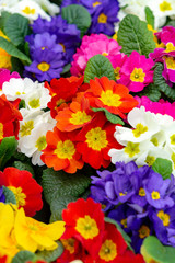 Floral background, spring seasonal colofrul garden primula flowers