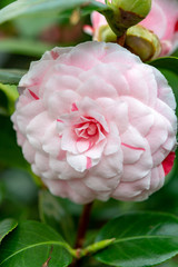 Flowers of Camellia shrub or tree, flowering plant
