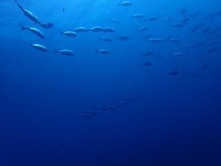 Obraz premium インド洋を泳ぐ回遊魚たち