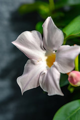 Fototapeta na wymiar Mandevilla sundaville flowering vine, common known as rocktrumpet tropical flower