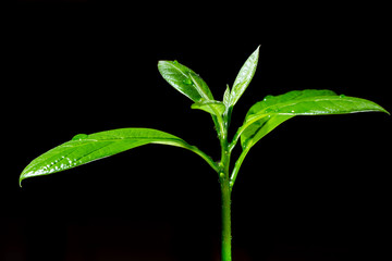 Young green avocado plant on black background, green planet eco concept
