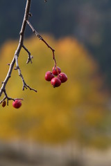 Red Small Fruity Tree