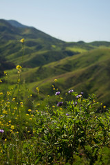 Green hills in spring