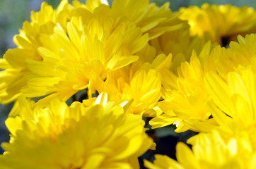 beauty yellow flowers