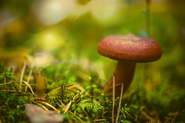 mushroom in forest
