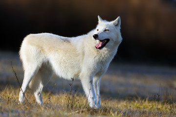 Obraz premium The Hudson Bay wolf (Canis lupus hudsonicus) subspecies of the wolf (Canis lupus) also known as the grey/gray wolf or arctic wolf. Young female in a frosty morning.