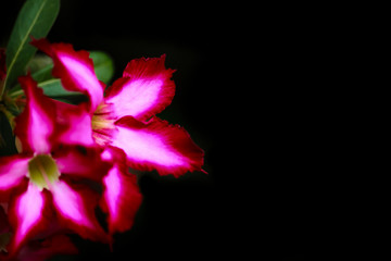 Adenium or desert rose flower on black background 