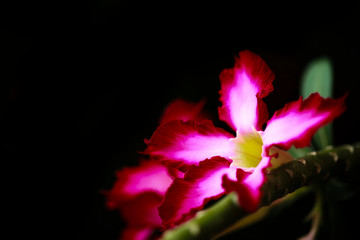 Obraz na płótnie Canvas Adenium or desert rose flower on black background 
