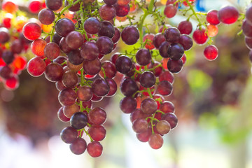 Red wine grape on tree branch