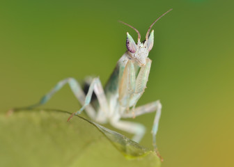 Pseudoharpax virescens mantis poses 