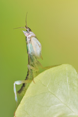 Pseudoharpax virescens mantis poses 