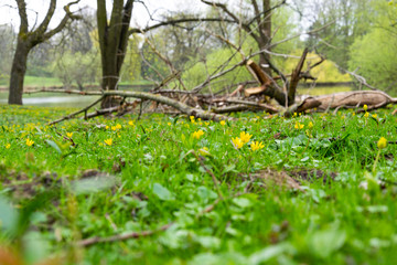 Spring in Braunschweig, Germany