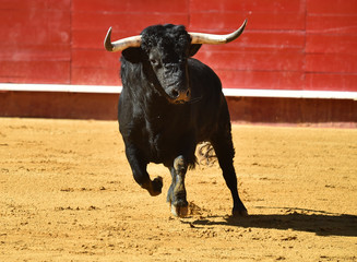 toro espa&ntilde;ol