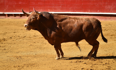 toro en españa