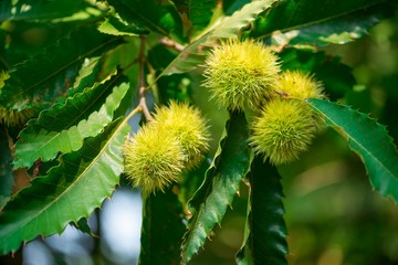 Close up of chesnuts in outdoors at spring