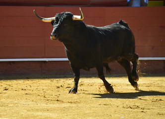 toro español en plaza de toros