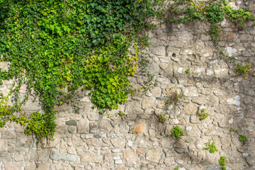 Old stone wall covered in green leaf plants