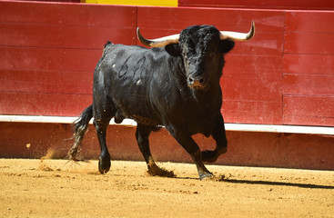 toro español