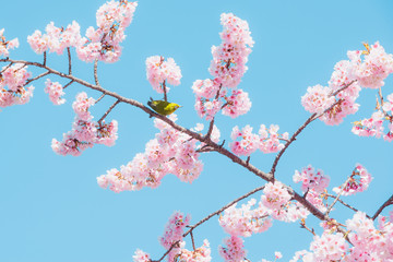 Sakura and bird,pink cherry blossom in Japan on spring season.