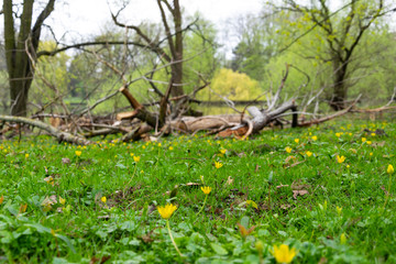 Spring in Braunschweig, Germany