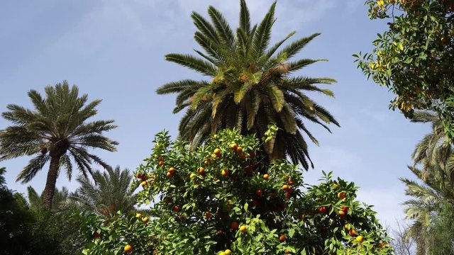 Sun Back Light Date palm tree in north Africa Marocco