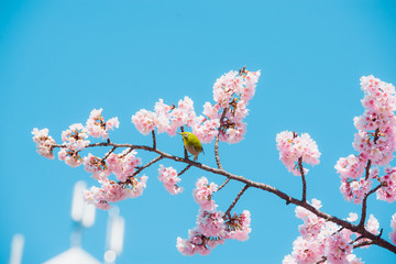 Sakura and bird,pink cherry blossom in Japan on spring season.