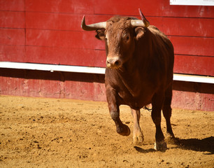 toro español en plaza de toros