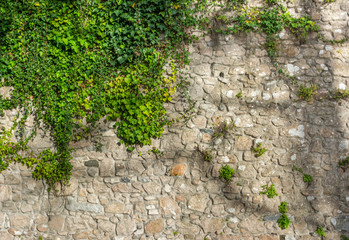 Old stone wall covered in green leaf plants