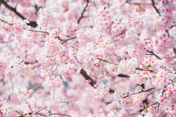 Sakura,pink cherry blossom in Japan on spring season.