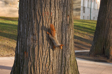 squirrel on a tree