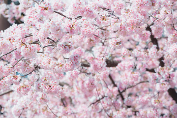 Sakura,pink cherry blossom in Japan on spring season.