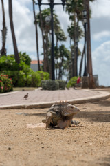 Iguana in natural habitat on the island of Aruba. Netherlands Antilles