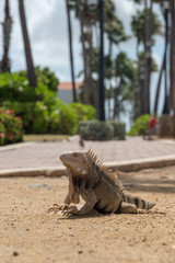 Iguana in natural habitat on the island of Aruba. Netherlands Antilles