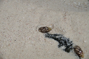 Resort white sand beach