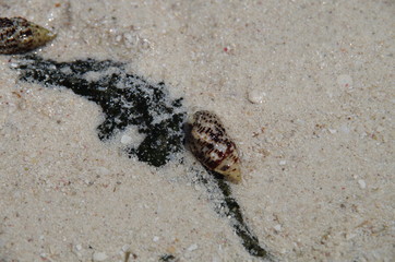 Resort white sand beach