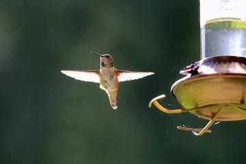 Hummingbirds