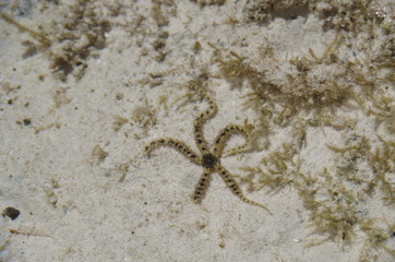 Resort white sand beach