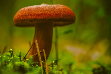 mushroom in forest